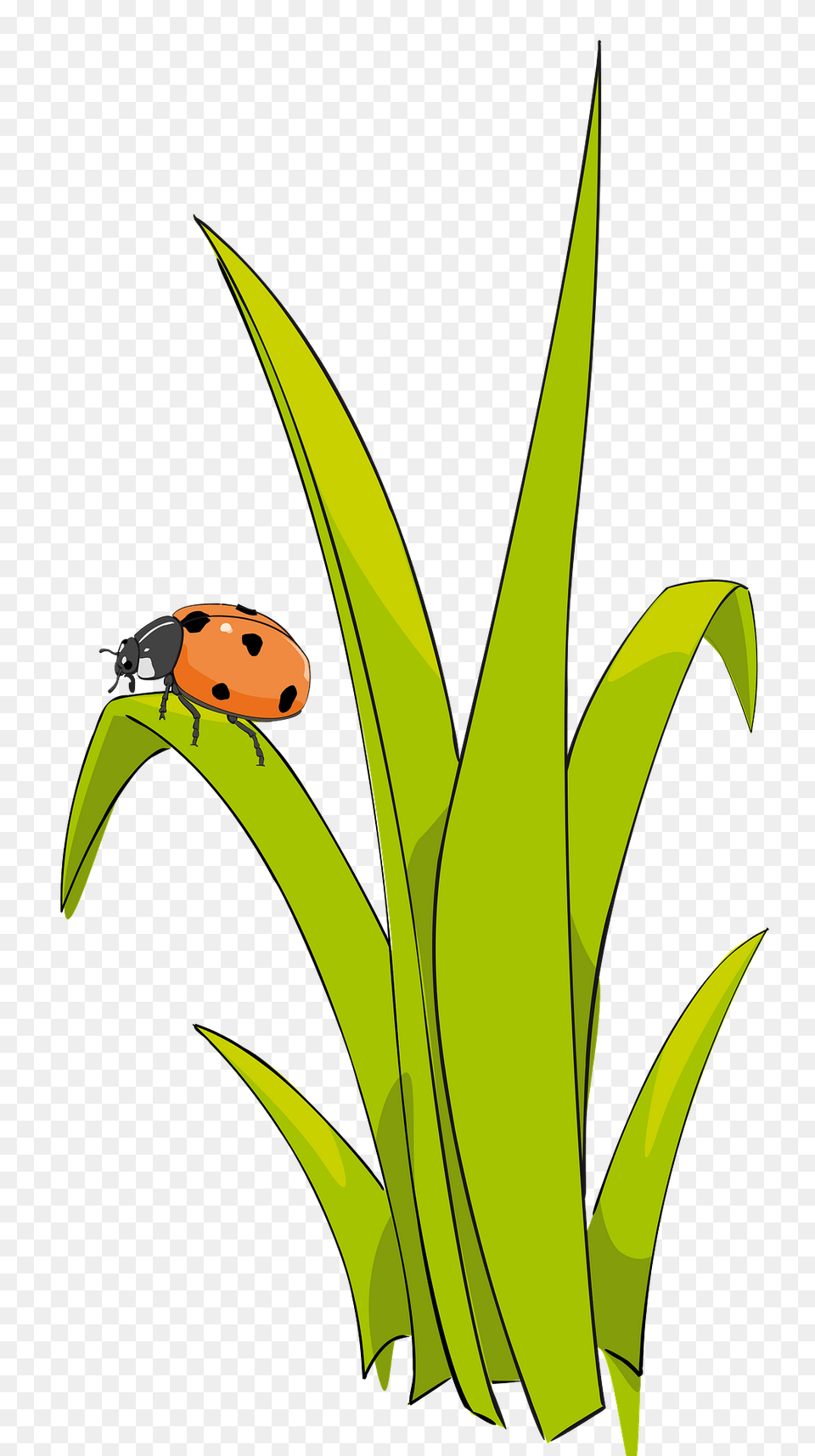 Ladybird On Blade Of Grass Clipart, Animal, Insect, Invertebrate, Leaf Free Transparent Png