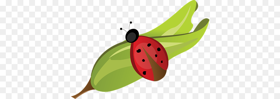 Ladybug Leaf, Plant, Food, Fruit Free Png Download