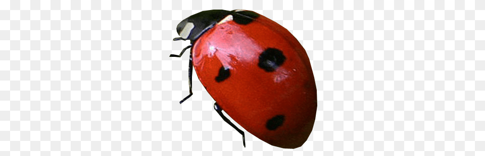 Ladybug, Animal, American Football, American Football (ball), Ball Png Image