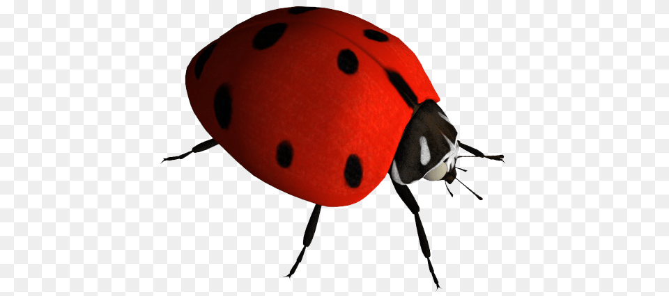 Ladybug, Animal Free Png Download