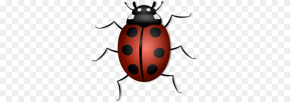 Ladybug Animal Png