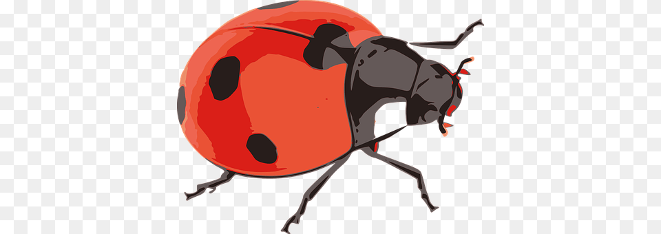 Ladybug Animal Free Png