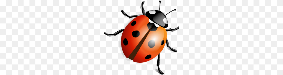 Ladybug, Animal, Nature, Outdoors, Snow Png