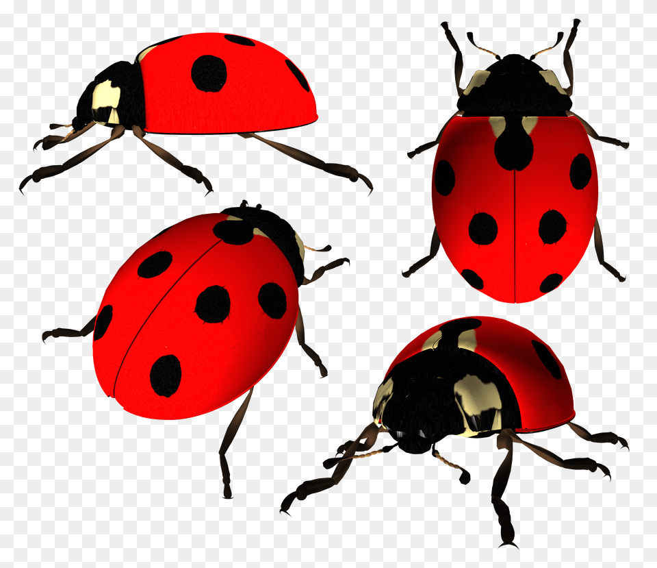 Ladybug, Animal, Insect, Invertebrate Png
