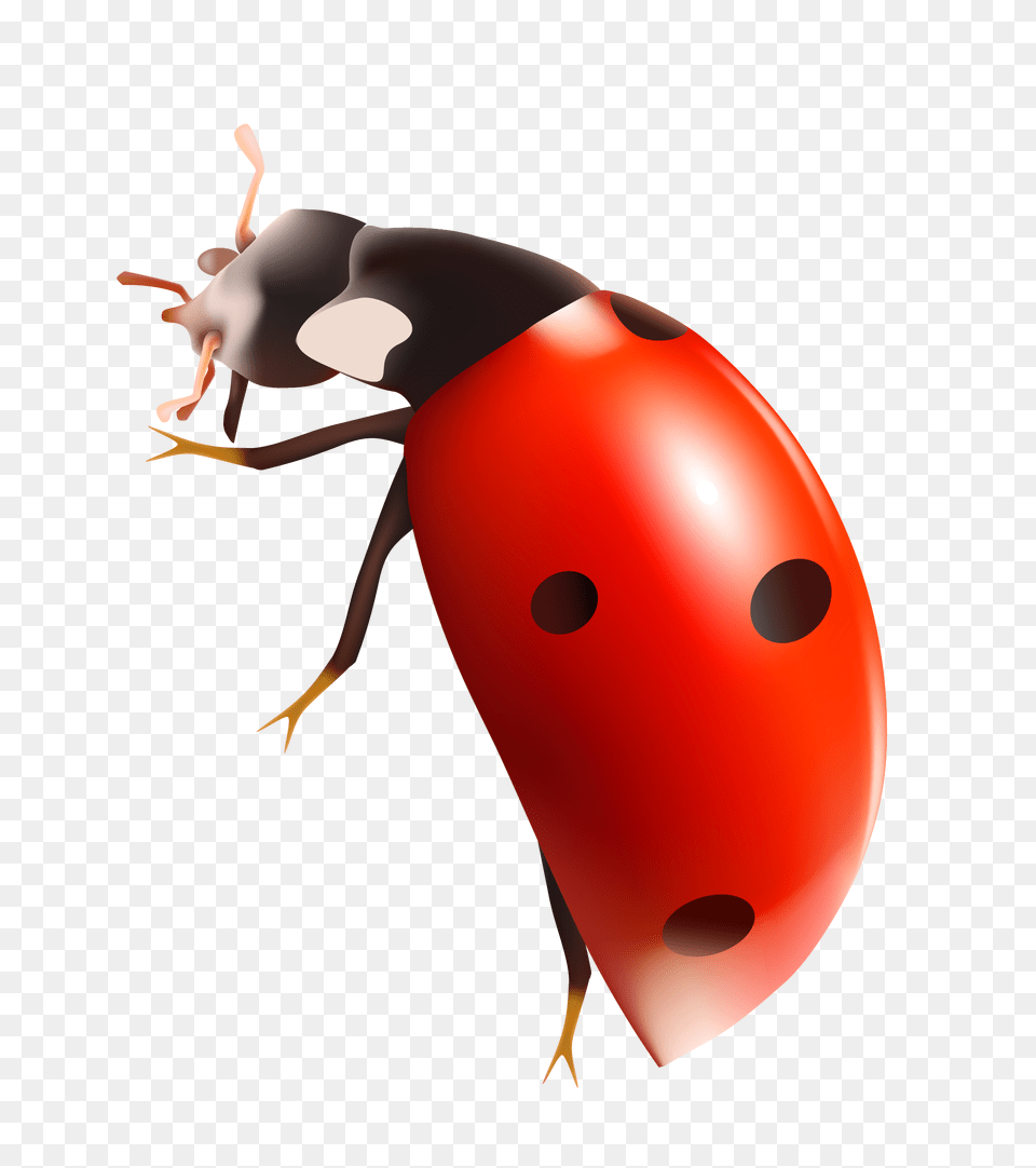 Ladybug, Animal Free Transparent Png