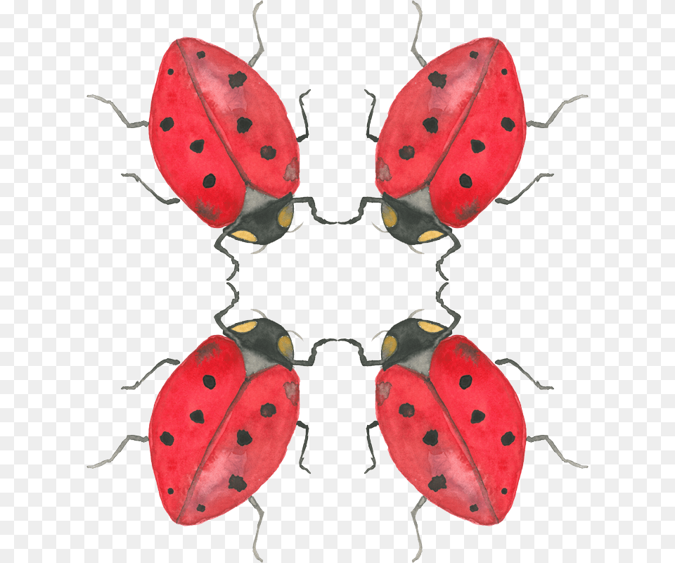 Ladybug, Animal, Leaf, Plant, Insect Free Png Download
