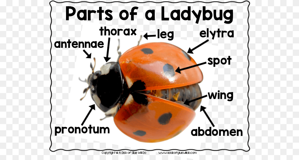 Ladybug, Animal, Insect, Invertebrate, Bee Free Png Download