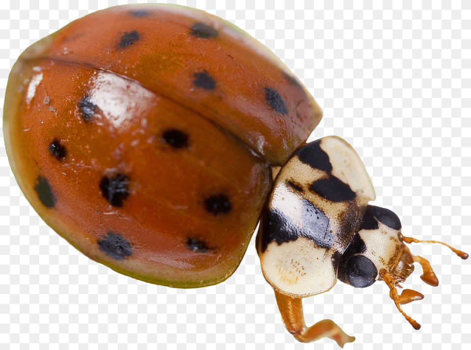 Ladybug, Animal, Insect, Invertebrate Free Transparent Png