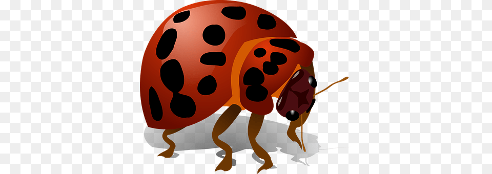 Ladybug Animal, Bear, Mammal, Wildlife Png Image