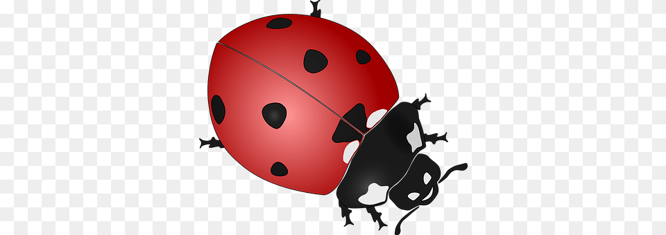 Ladybug Disk, Animal Free Transparent Png