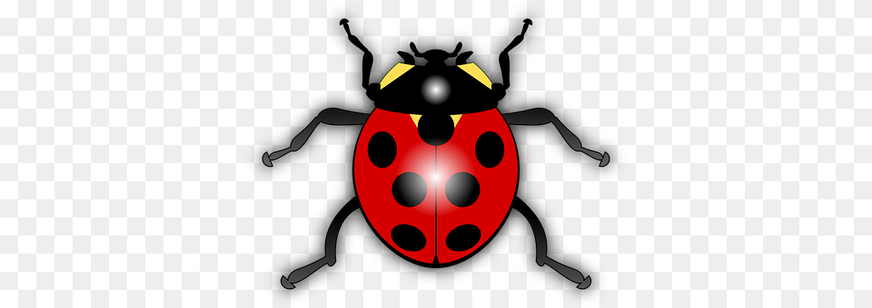 Ladybug Animal Free Png
