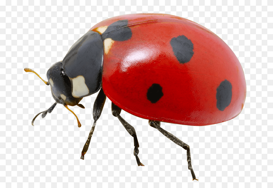 Ladybug, Animal, Insect, Invertebrate Free Transparent Png