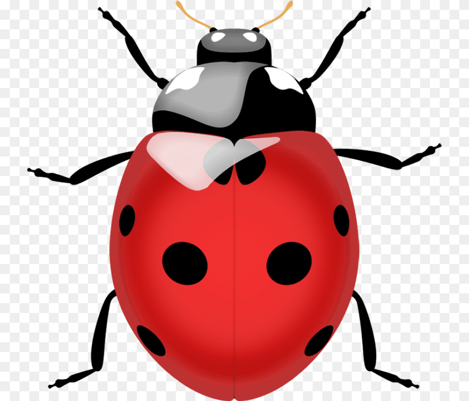 Ladybug, Animal Free Png Download