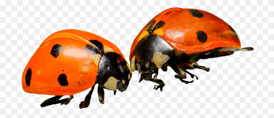 Ladybug, Animal, Insect, Invertebrate Free Png Download