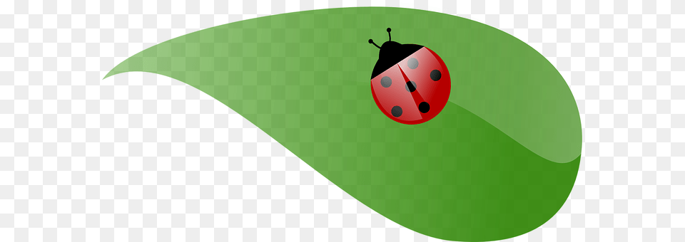 Ladybug Leaf, Plant Free Png Download