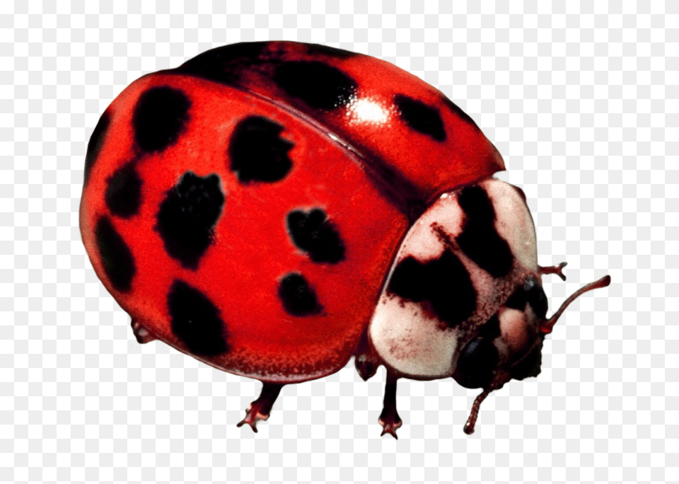 Ladybug Beetle Ladybug, Animal, Insect, Invertebrate Png Image