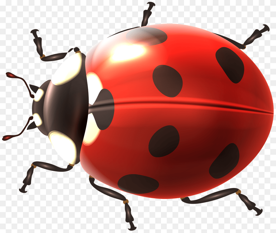 Ladybug Clip Art Png