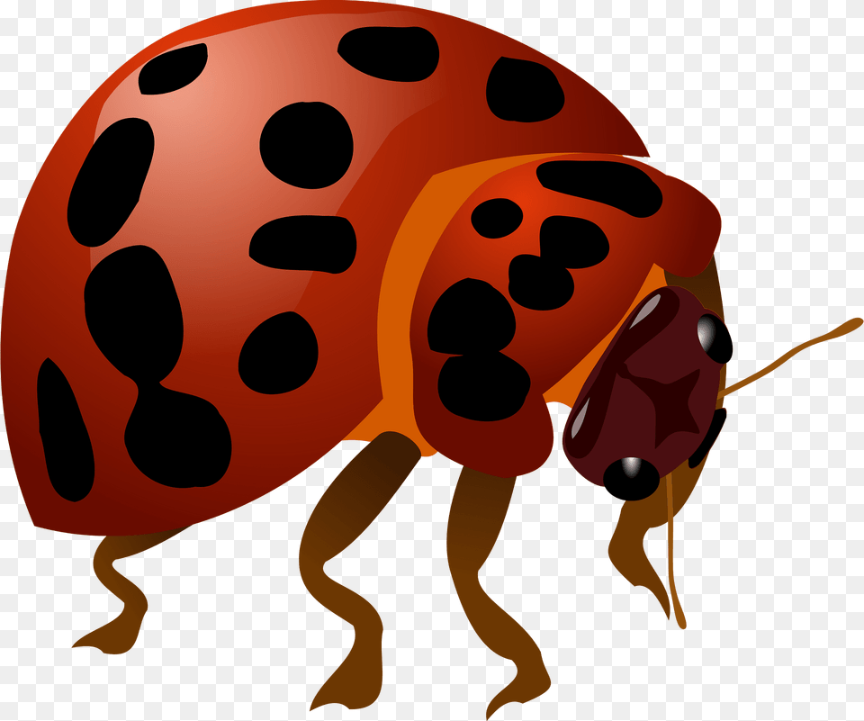 Ladybug Clipart, Animal, Bear, Mammal, Wildlife Png
