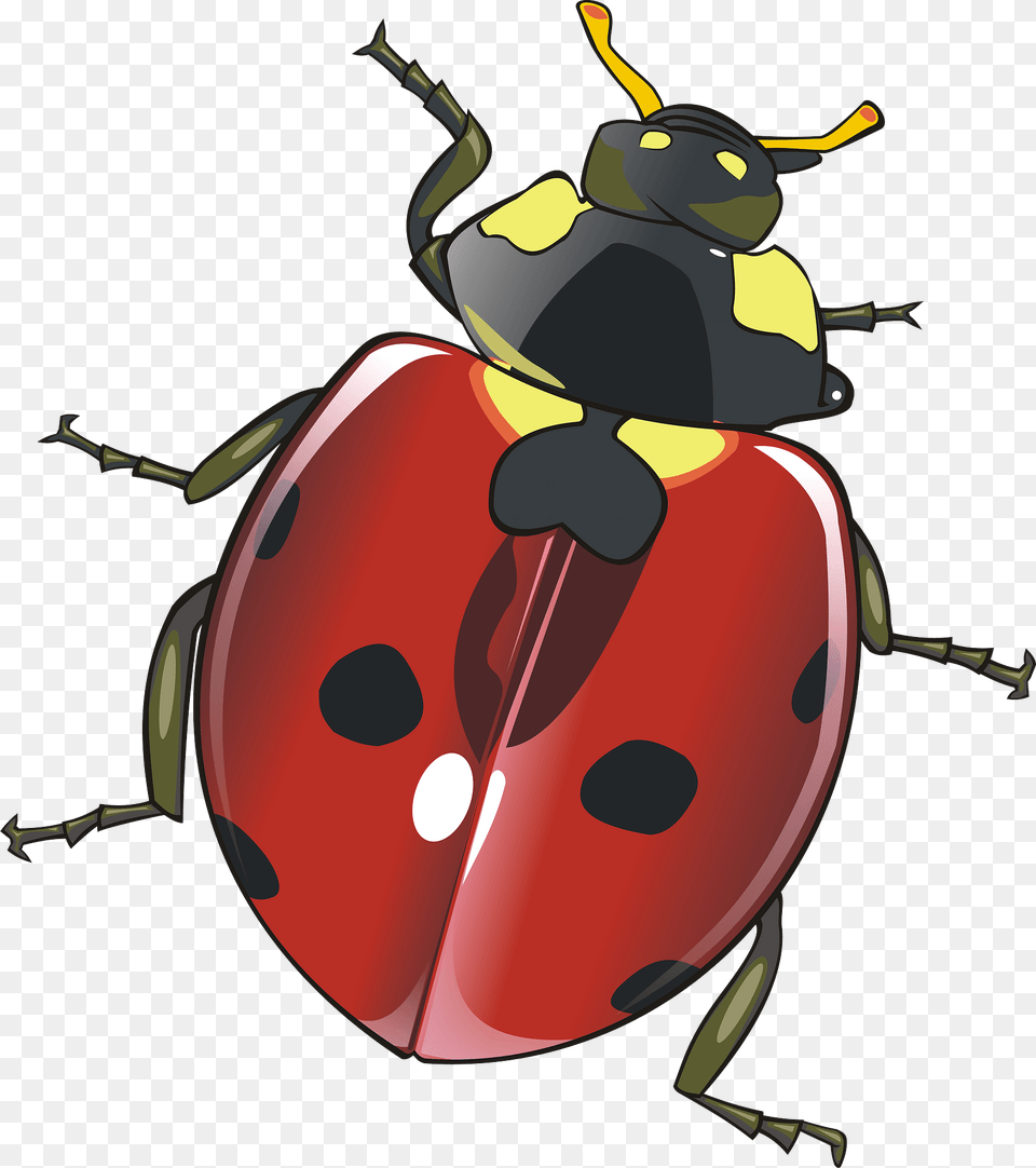 Ladybug Clipart, Animal, Bee, Insect, Invertebrate Free Transparent Png