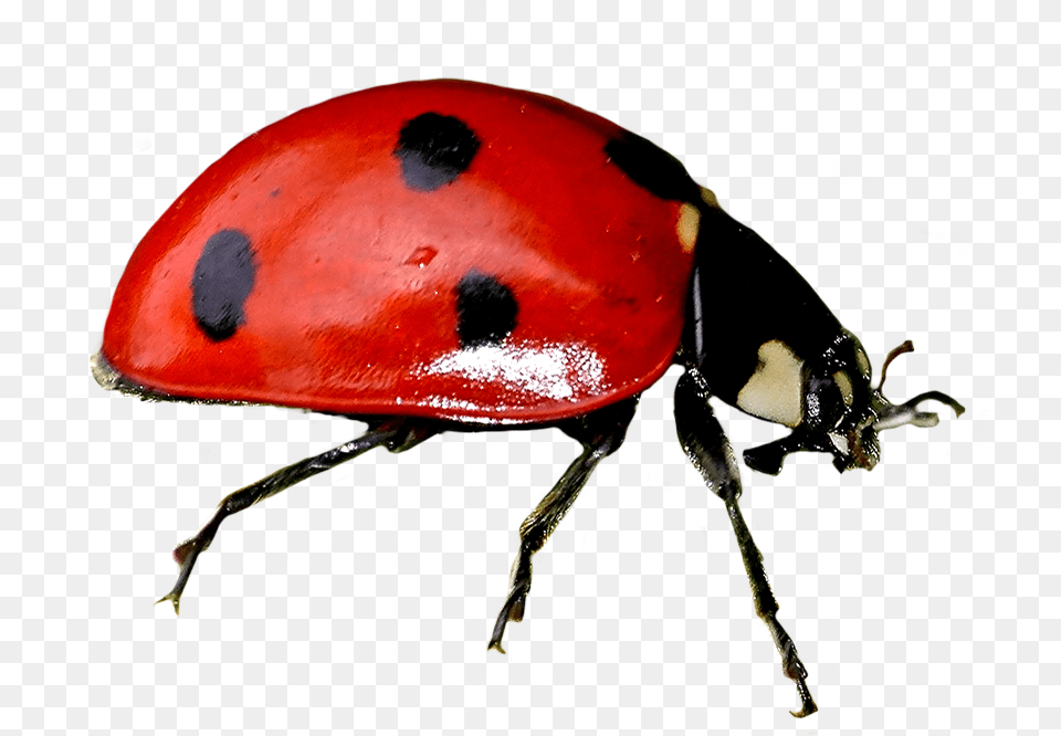 Ladybug Clipart Ladybug, Animal, Insect, Invertebrate Png Image