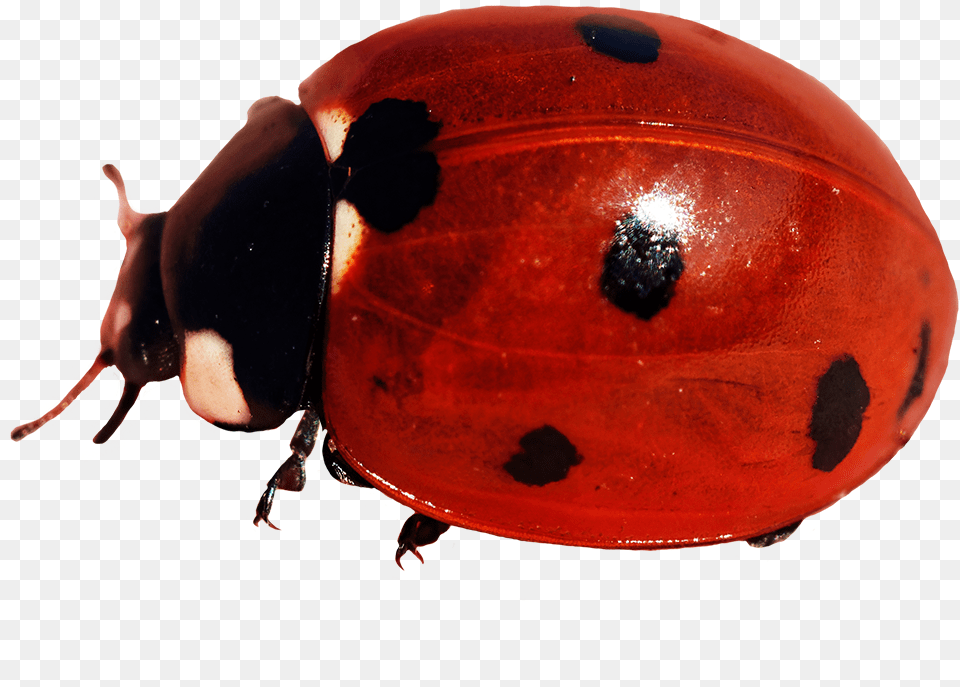 Ladybug Clipart Ladybug, Animal Free Transparent Png