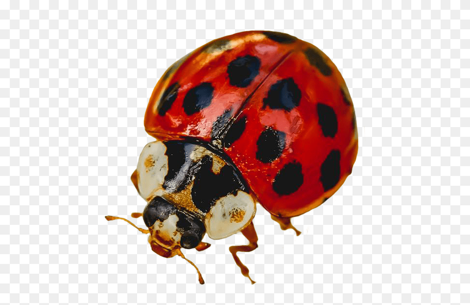 Ladybug Clipart Ladybug, Animal, Person Free Transparent Png