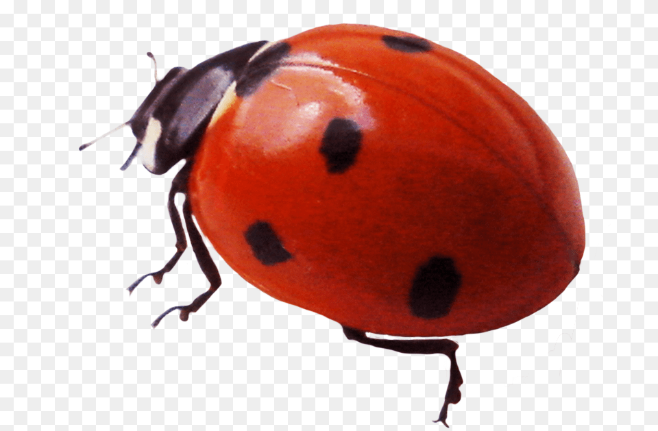 Ladybug Clipart Ladybug Real Clipart, Animal, Insect, Invertebrate Free Png Download