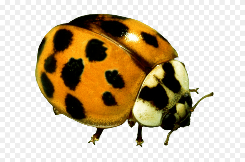 Ladybug Clipart Yellow Ladybug, Animal Free Png