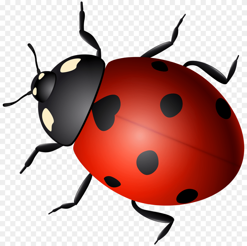 Ladybug Decorative, Animal Png Image