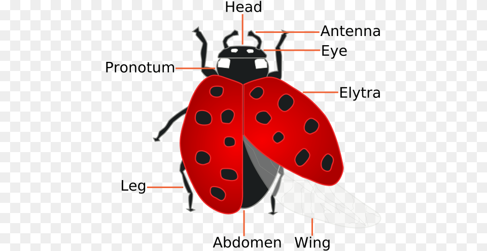 Ladybug Facts Lady Bird Meaning In Hindi, Animal Free Png Download