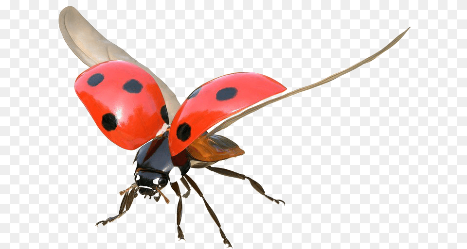 Ladybug Flying, Animal Png Image