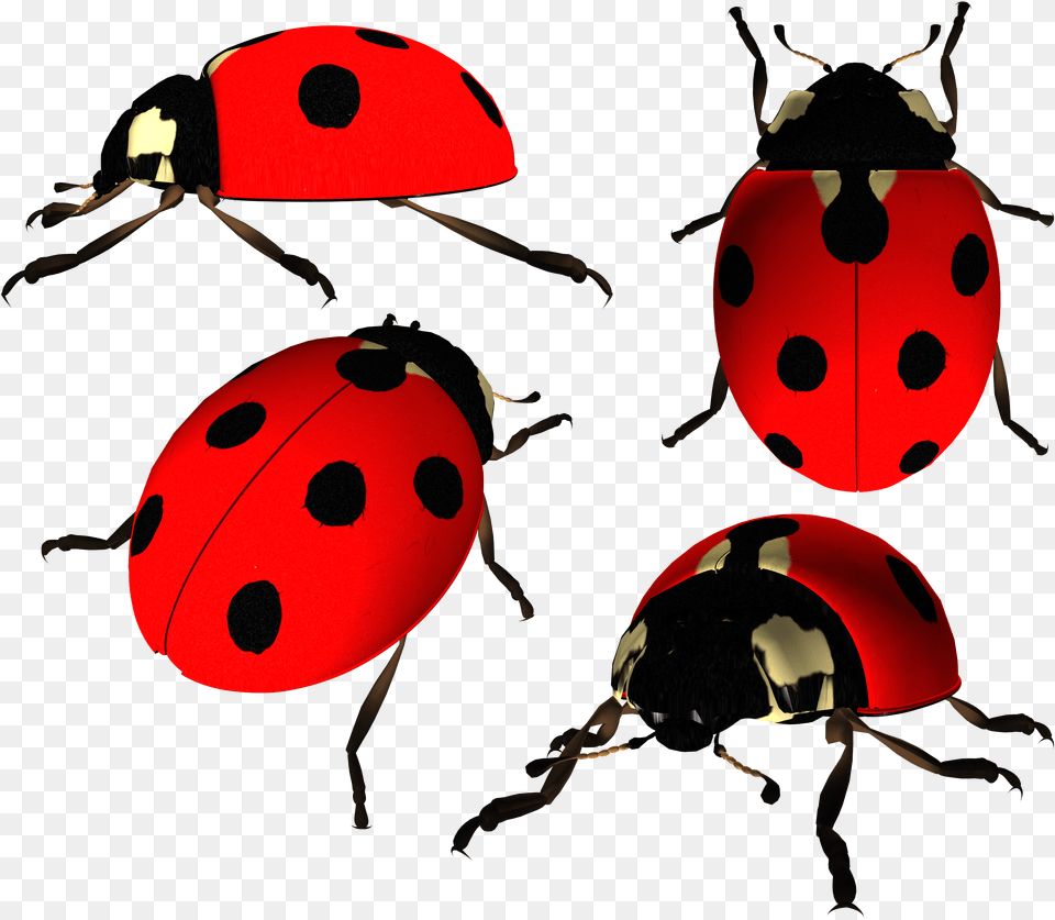 Ladybug Image Ladybird Beetle, Animal, Insect, Invertebrate Free Png Download
