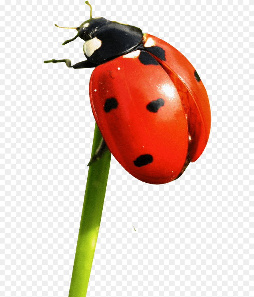 Ladybug Image Ladybug, Flower, Plant, Animal, Insect Free Png Download