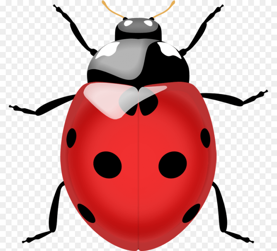Ladybug Image Ladybug, Accessories, Animal Free Transparent Png