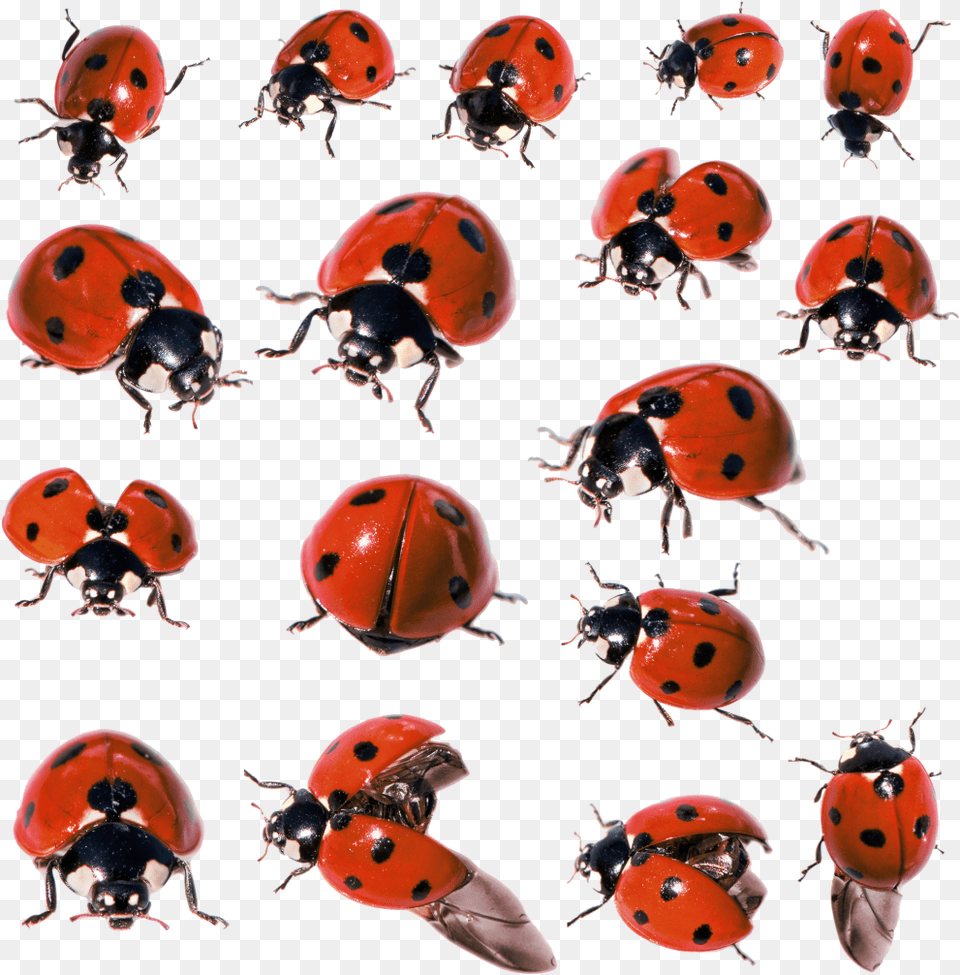 Ladybug Insect Pic Ladybugs, Animal, Invertebrate Free Png Download