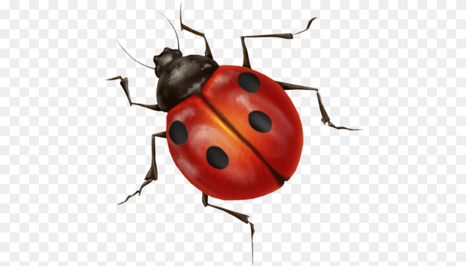 Ladybug Insects With No Background, Animal, Insect, Invertebrate Free Png Download