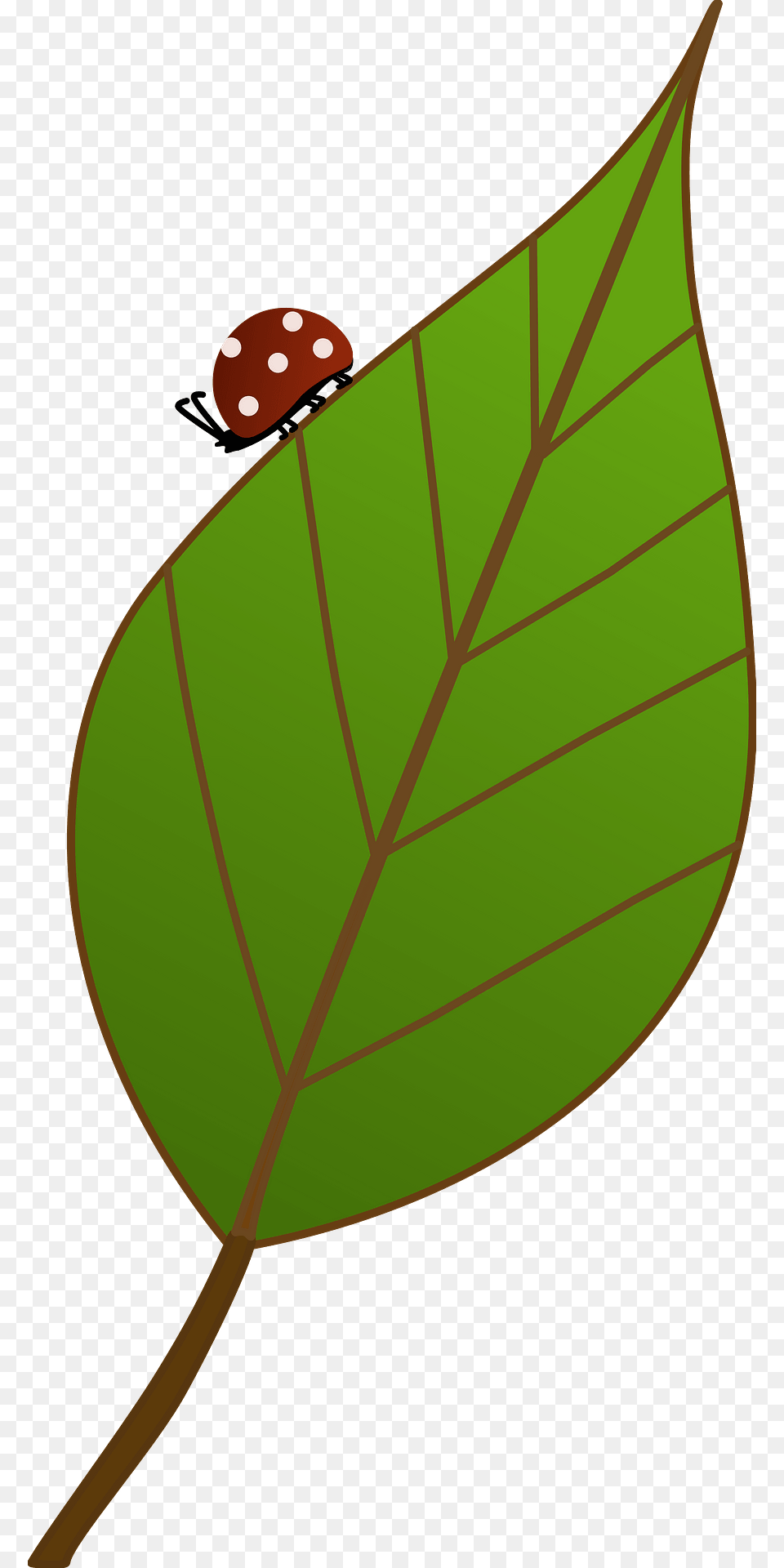 Ladybug On A Leaf Clipart, Plant, Animal, Insect, Invertebrate Png