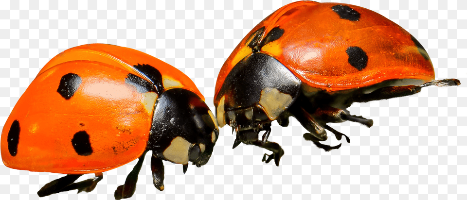 Ladybug Orange Ladybug, Animal, Insect, Invertebrate Png Image
