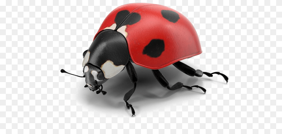 Ladybug Pic Ladybug Psd, Animal, Dung Beetle, Insect, Invertebrate Png