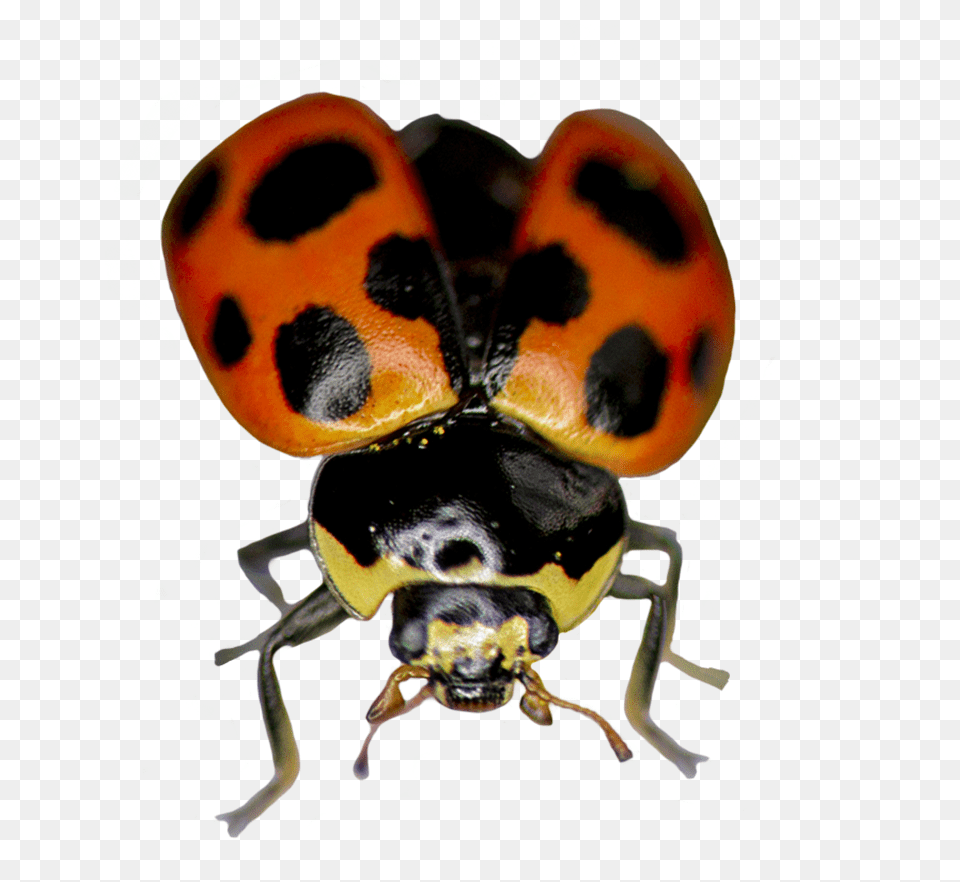 Ladybug Ready To Fly Ladybug, Animal, Bee, Insect, Invertebrate Free Png Download