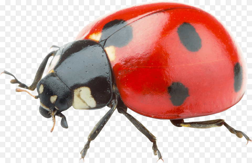 Ladybug Transparent Background, Animal, Insect, Invertebrate Free Png