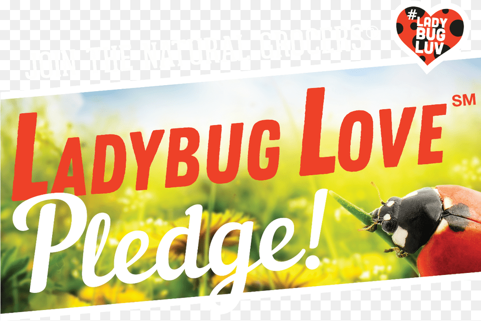 Ladybugs, Advertisement, Invertebrate, Insect, Animal Png Image