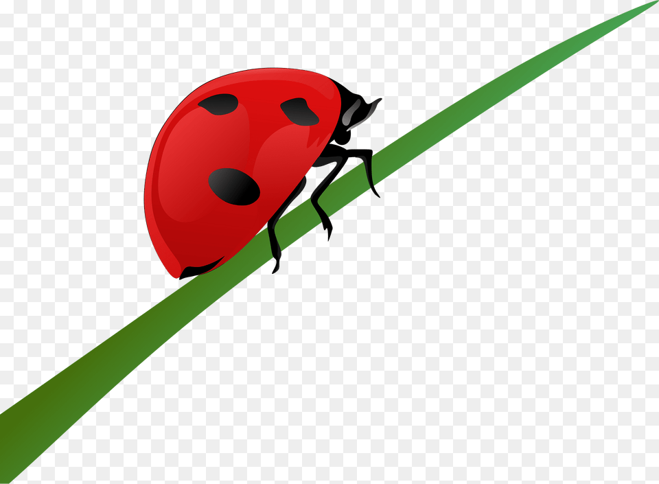 Ladybugs Clipart, Animal Png