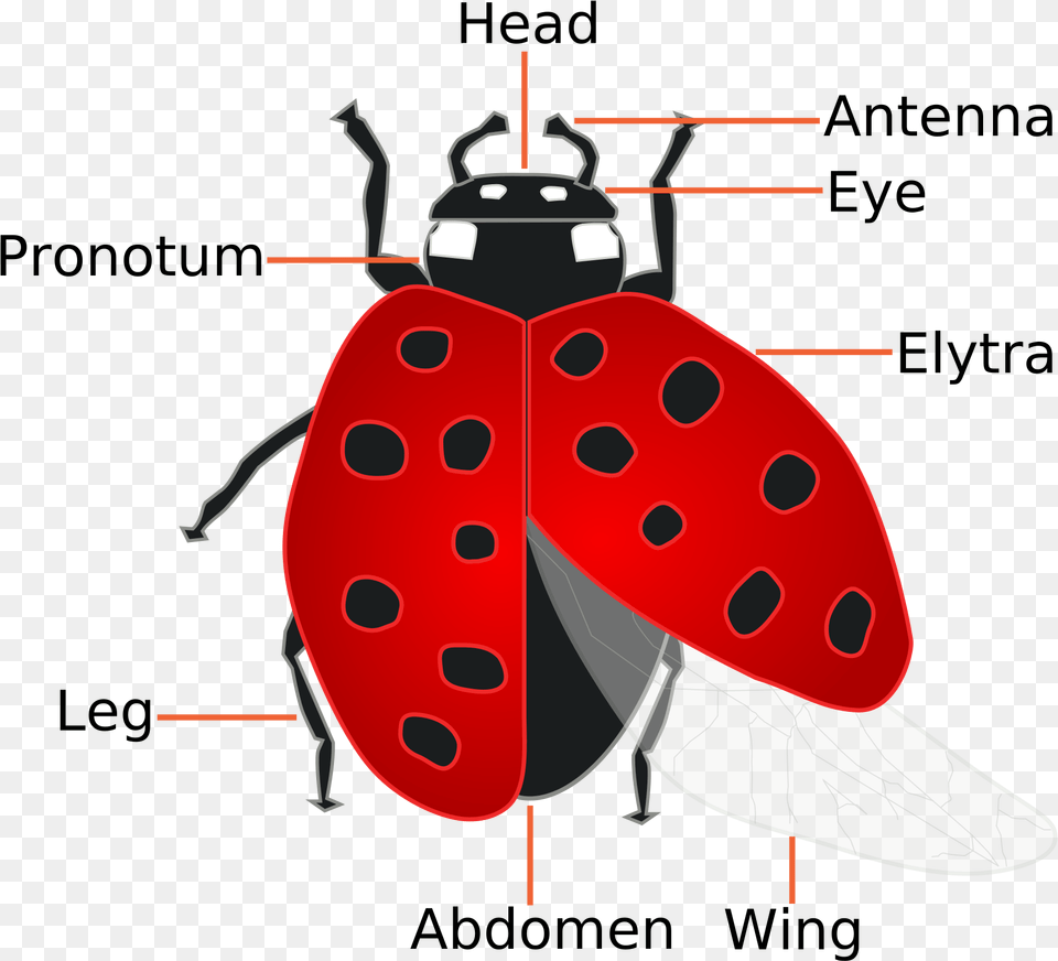 Ladybugs Parts Of A Ladybug, Animal, Fish, Sea Life, Shark Free Transparent Png