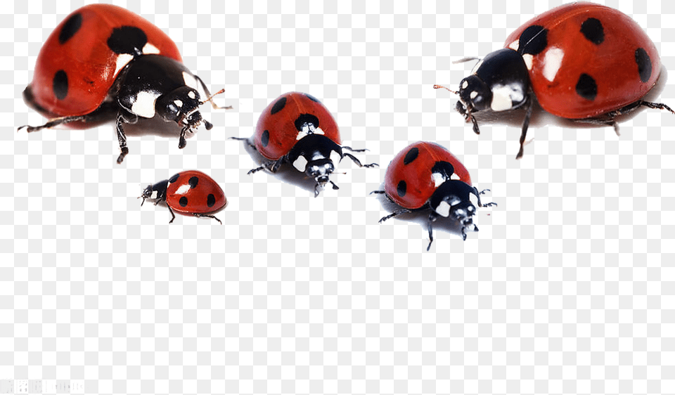 Ladybugs White Background Hd Wallpaper Download, Animal, Insect, Invertebrate Free Png