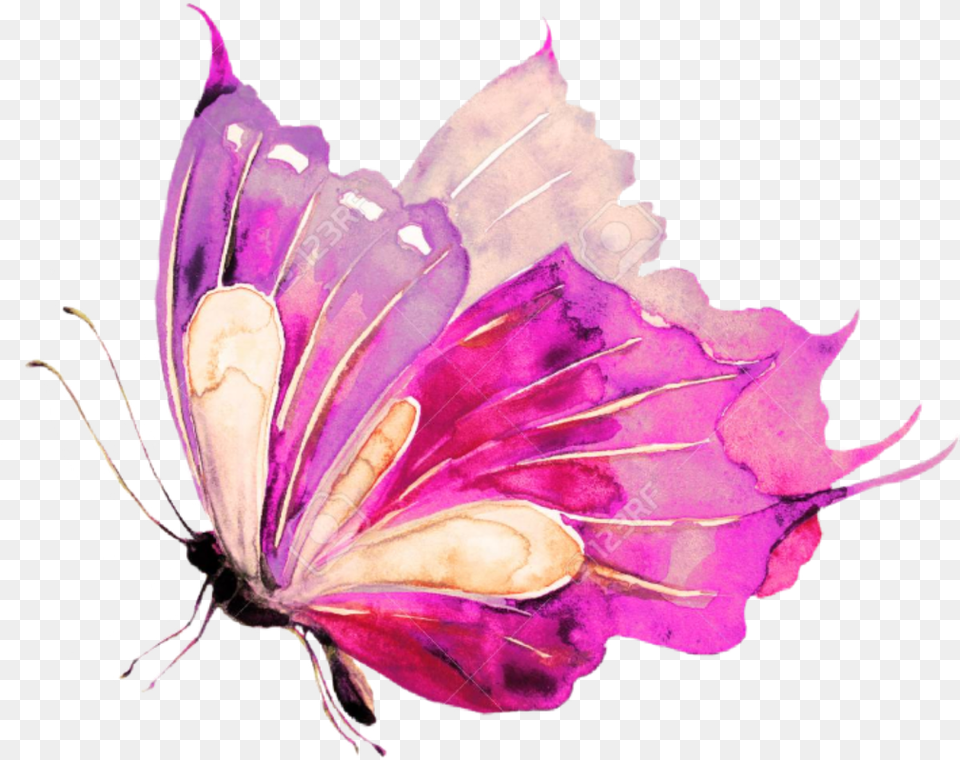 Ladymc Butterfly Watercolors Pink Watercolor Blue Butterfly, Flower, Petal, Plant, Purple Free Png