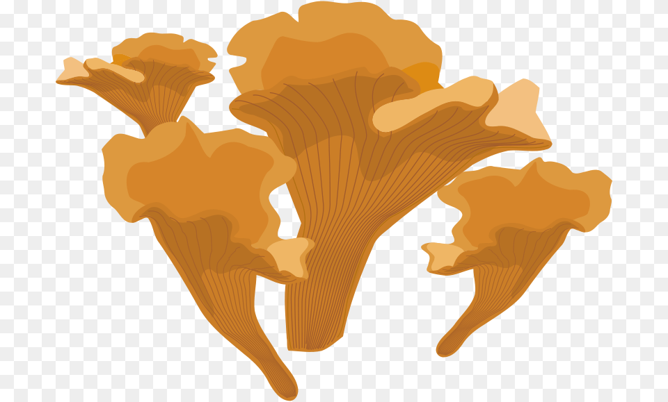 Lager, Person, Fungus, Plant, Mushroom Png Image