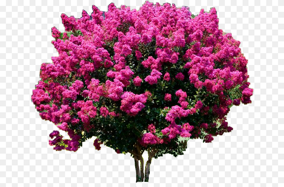 Lagerstroemia Indica, Flower, Plant, Lilac, Vegetation Free Png Download