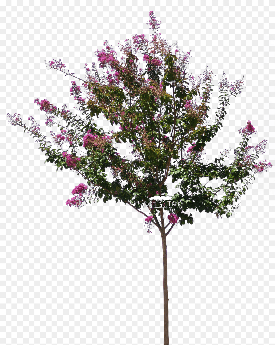Lagerstroemia Lagerstroemia Indica Tree, Head, Person, Face, Home Decor Free Transparent Png