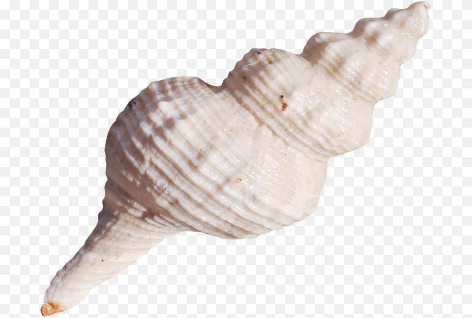 Lagosclip Seashell, Animal, Invertebrate, Sea Life, Conch Png